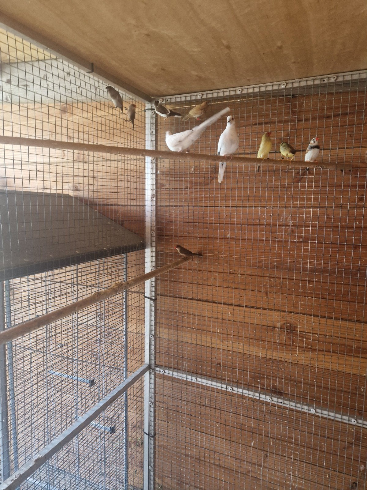 bonte diamant duiven te koop, Dieren en Toebehoren, Vogels | Overige Vogels, Meerdere dieren