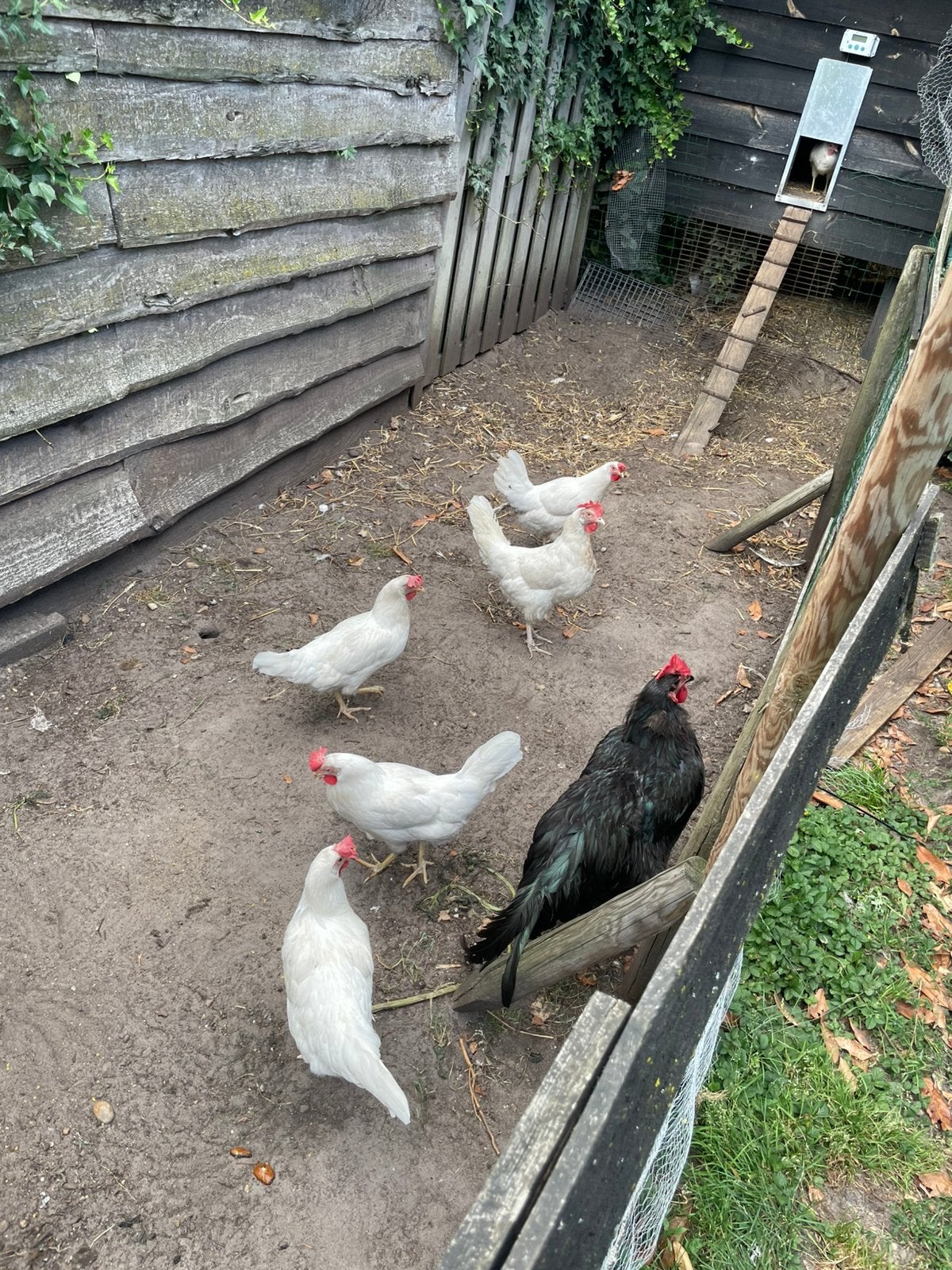 Witte leghennen, Vrouwelijk, Kip