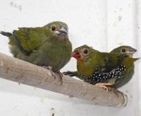 Groene Druppelastrilde gevraagd, Dieren en Toebehoren, Vrouwelijk, Tropenvogel