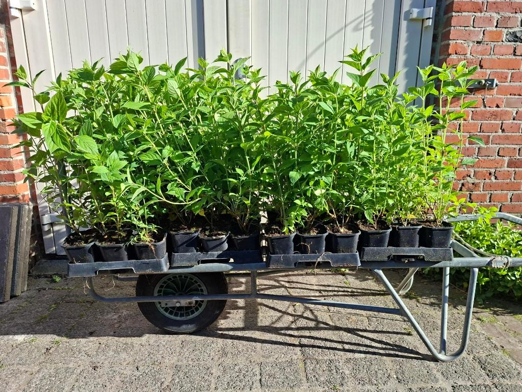Mooie Hydrangea 'Limelight' (Hortensia) in pot!, Tuin en Terras, Planten | Struiken en Hagen, Ophalen, Hortensia, Minder dan 100 cm