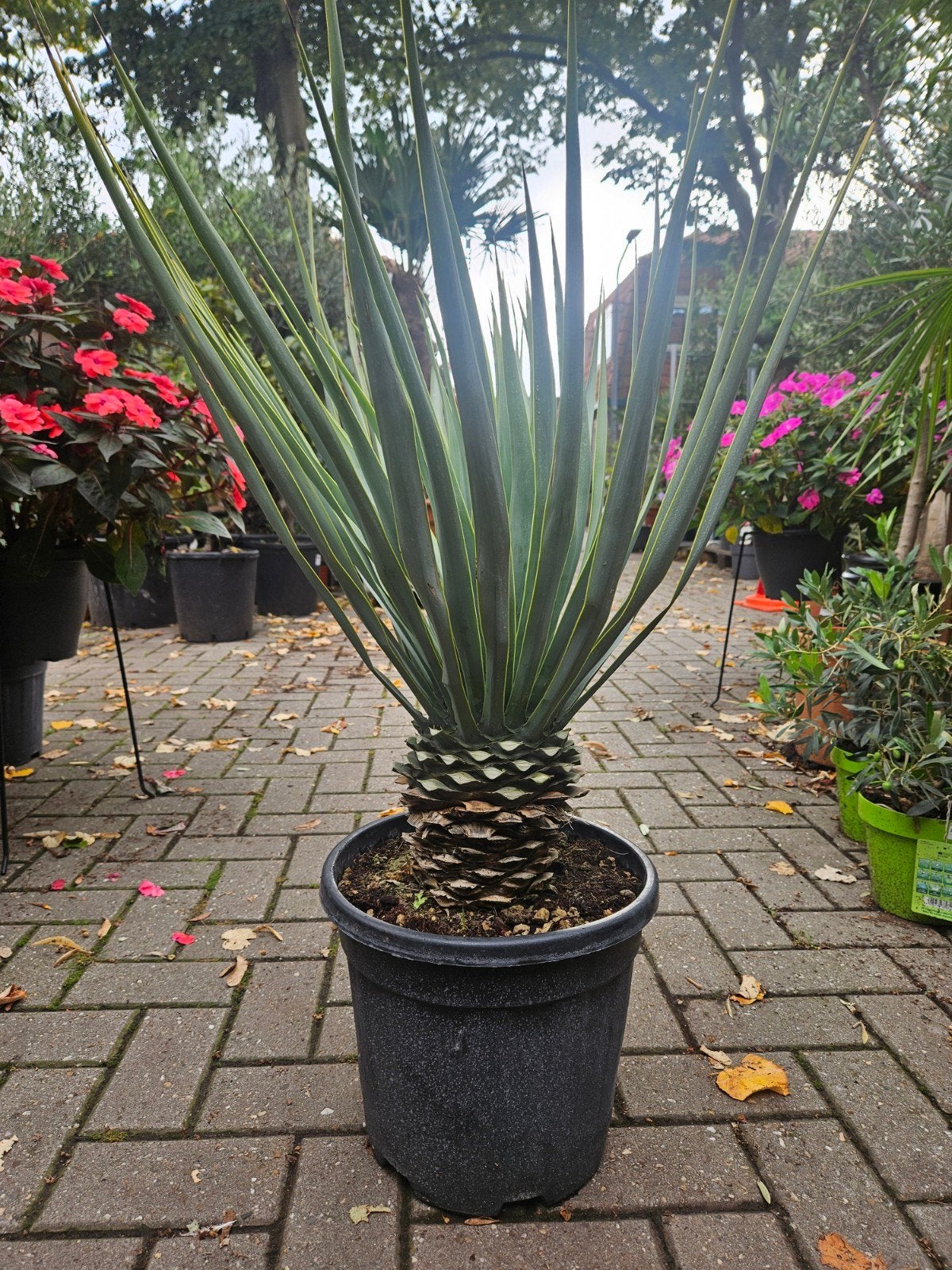 Yucca rigida 85cm hoog in pot