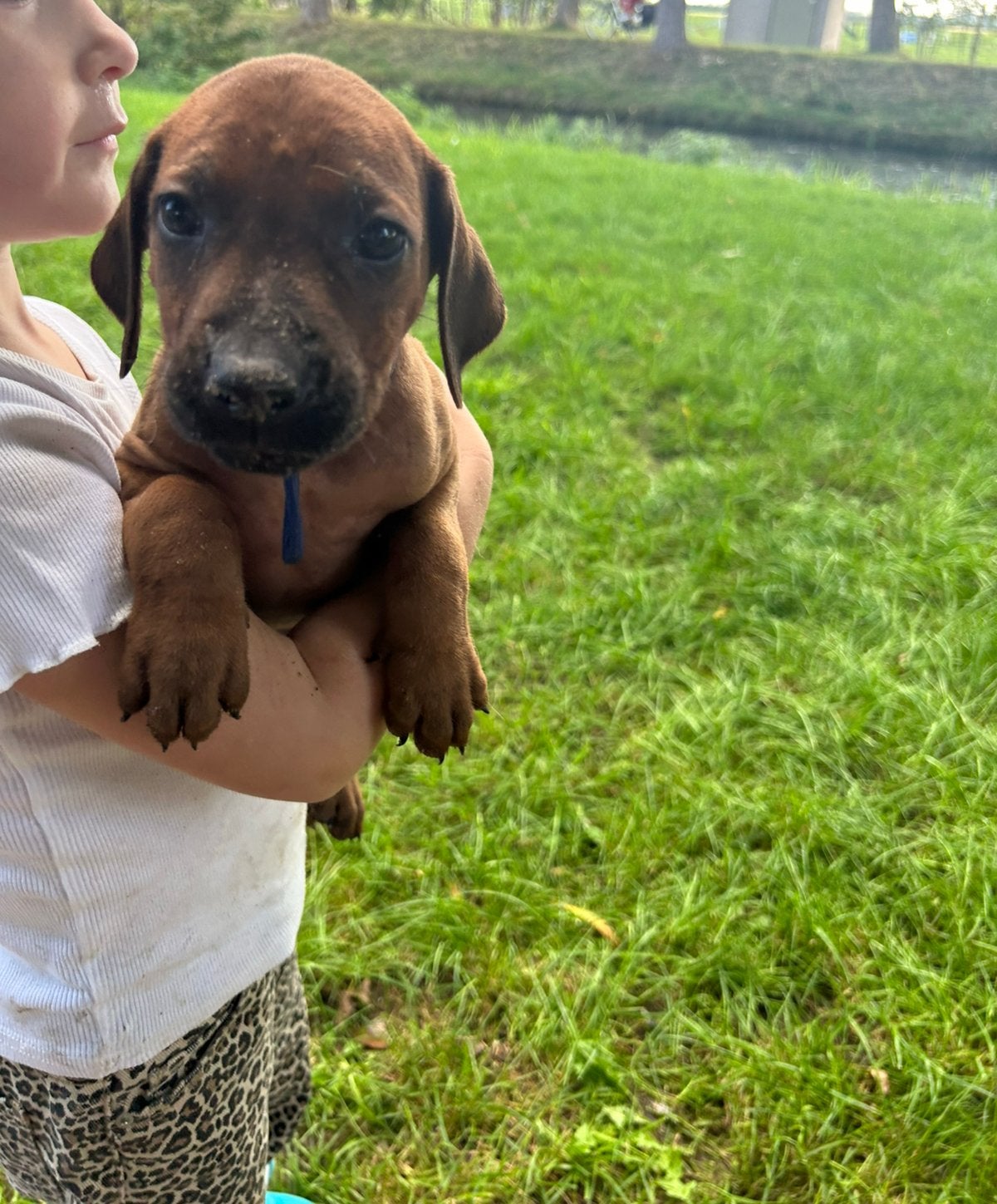 Prachtige Rhodesian Ridgeback pups met stamboom, Overige rassen, CDV (hondenziekte), 8 tot 15 weken, Meerdere