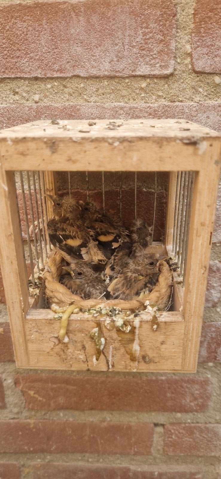 4 jonge parva putters, Meerdere dieren, Bastaard