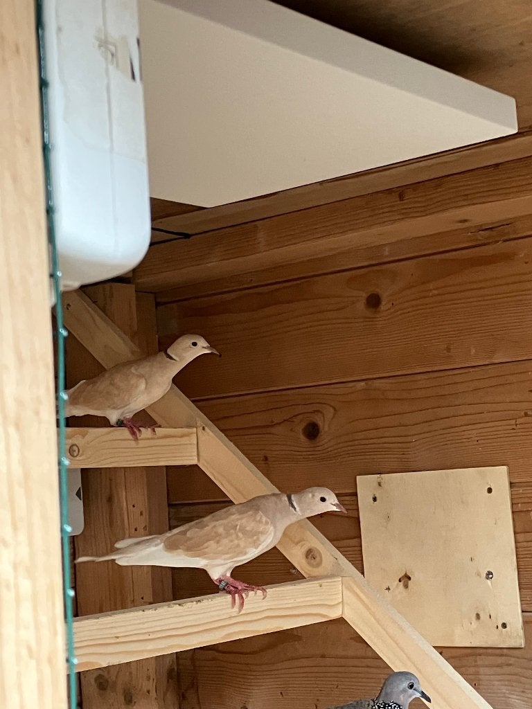 Tortelduiven Pastel (koppel), Dieren en Toebehoren, Vogels | Duiven, Meerdere dieren, Overige soorten
