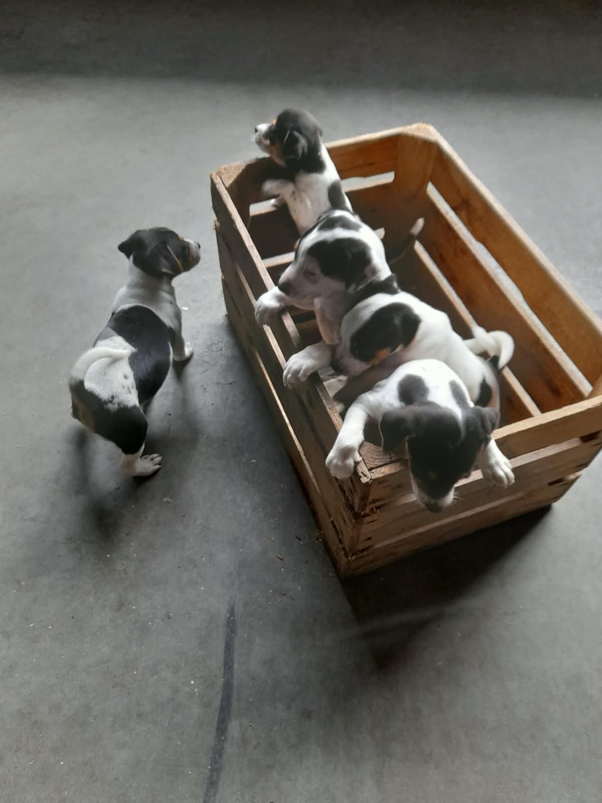 Hele mooie Boerenfox pups, Overige rassen, 8 tot 15 weken, Meerdere, Meerdere dieren