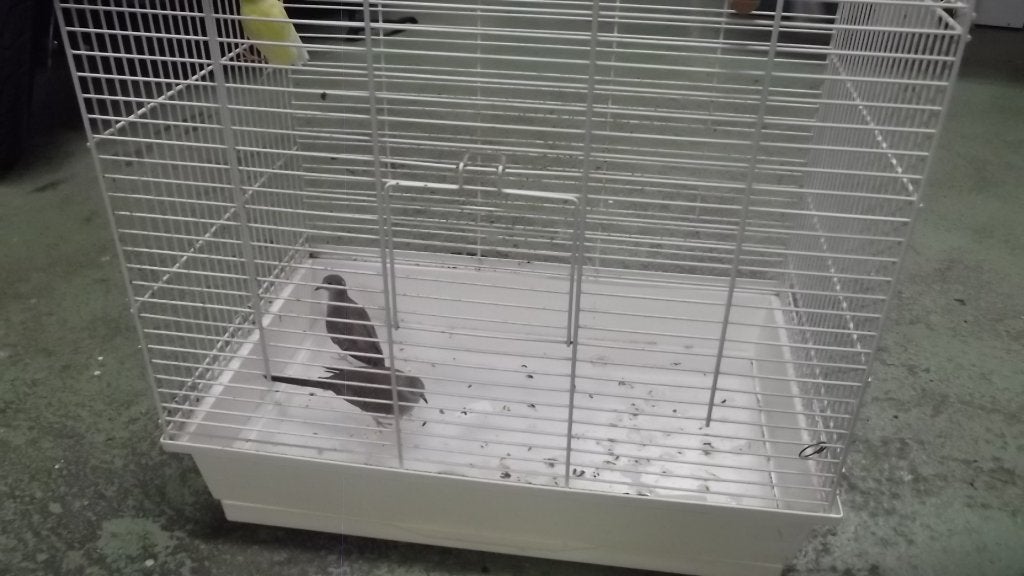 2 diamandduifjes met binnenkooi, Dieren en Toebehoren, Vogels | Overige Vogels, Meerdere dieren, Tropenvogel