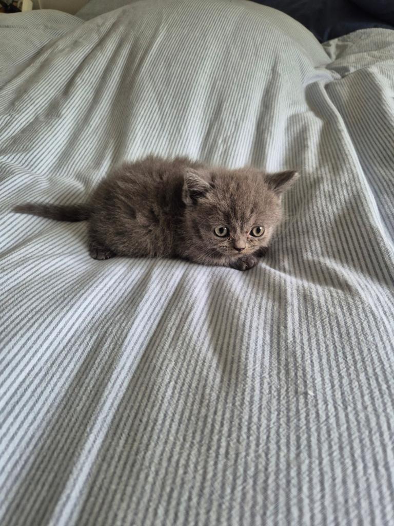 Britse korthaar kitten
