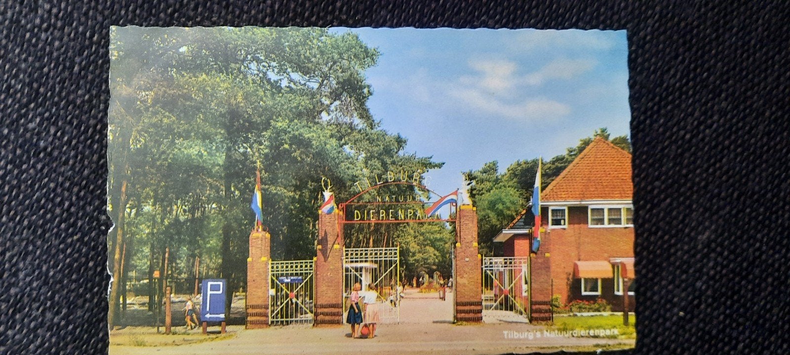 ansichtkaart Tilburgse Dierentuin jaren 60, Verzamelen, Foto's en Prenten, 1960 tot 1980, Foto, Ophalen of Verzenden, Zo goed als nieuw