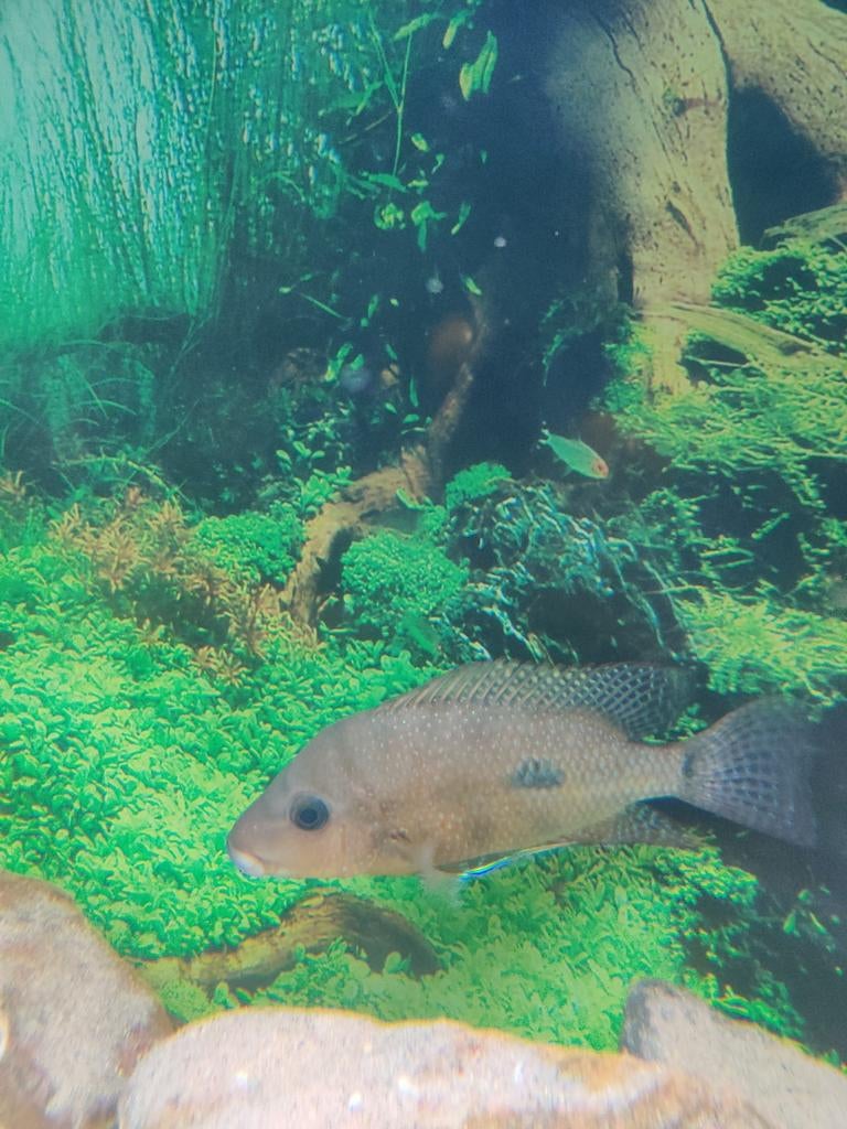 Midden Amerikaanse cichlide gribroheros rostratus, Dieren en Toebehoren, Vissen | Aquariumvissen, Vis