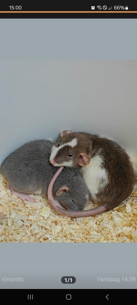 Gevraagd rattenkooi, Dieren en Toebehoren, Knaagdieren, April, Vrouwelijk, Rat