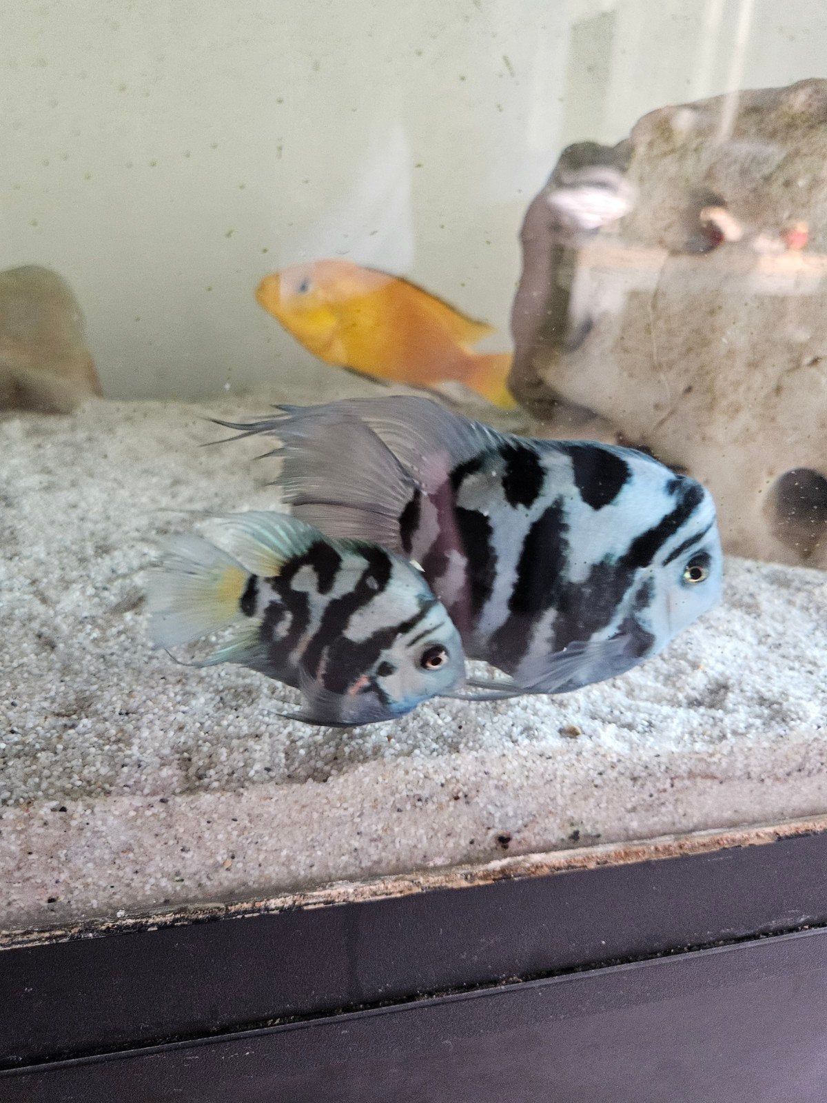 Polar Blue Parrots te koop