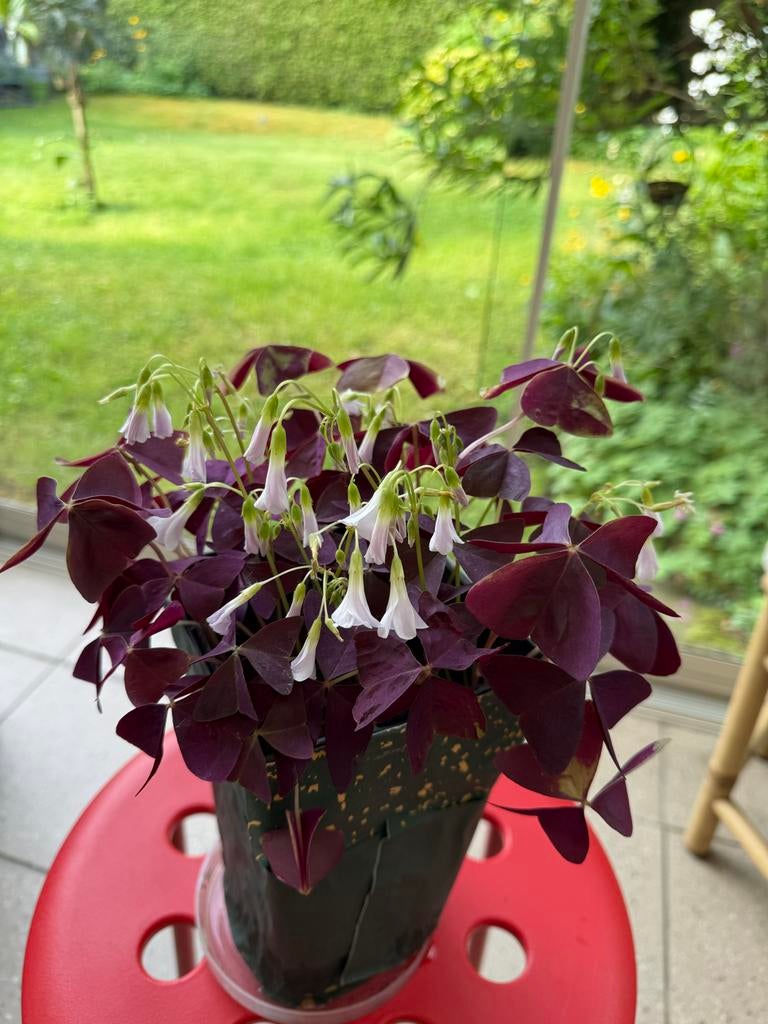 Klaverzuring (Oxalis triangularis) in mooie plastic pot, Vaste plant, Halfschaduw, Lente, Ophalen