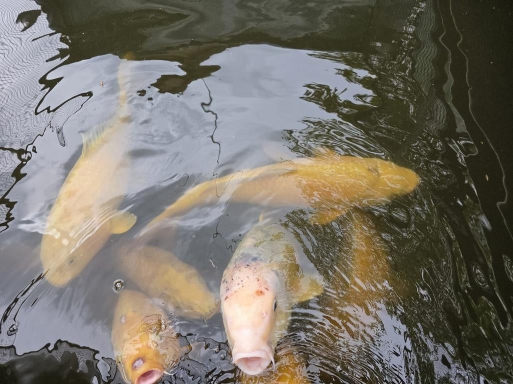 Chagoi,s koikarpers, Dieren en Toebehoren, Karper of Koi