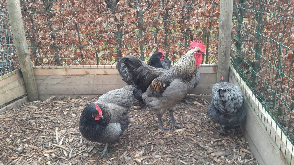 Bleu de Landes kippen, Dieren en Toebehoren, Pluimvee, Vrouwelijk, Kip