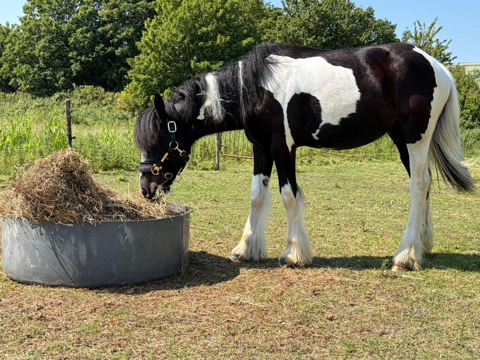 Tinker merrie, Dieren en Toebehoren, Paarden, Merrie, Minder dan 160 cm, 0 tot 2 jaar, Onbeleerd