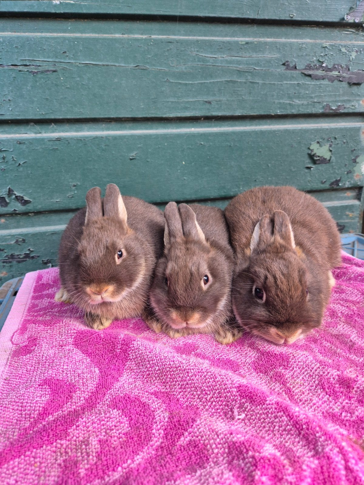 Kleurdwergjes bruinotter, Dieren en Toebehoren, Konijnen, Vrouwelijk, Dwerg