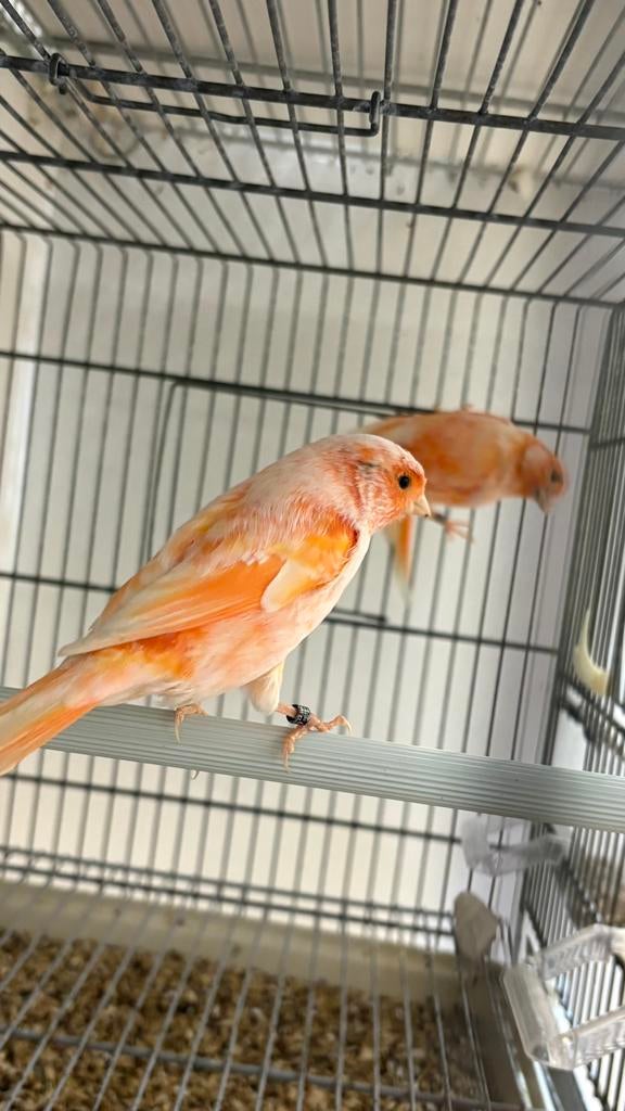 Rood mozaïek mannen kanaries, Dieren en Toebehoren, Vogels | Kanaries, Mannelijk, Kleurkanarie