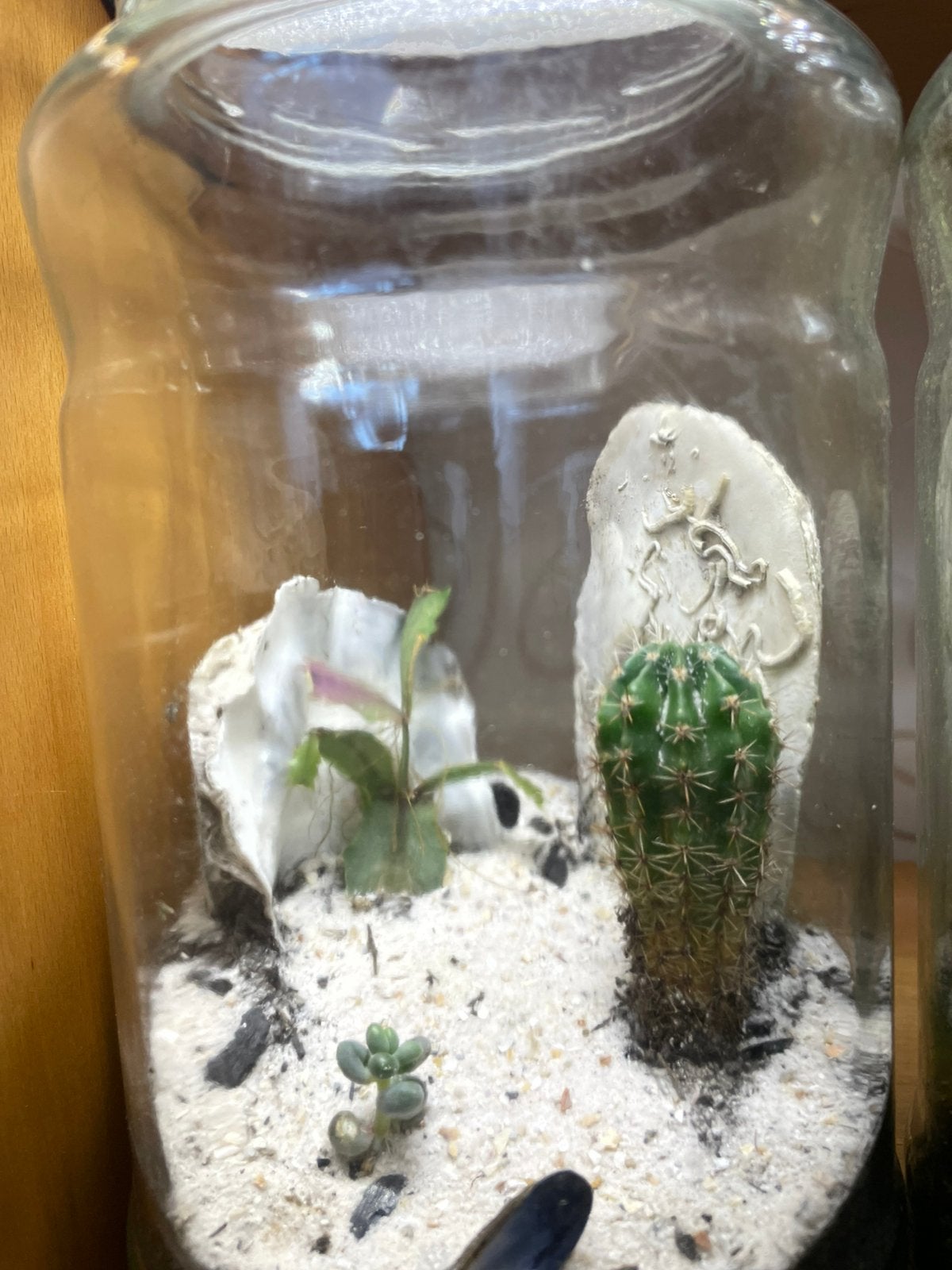 Ecosysteem- terrarium, Ophalen, Zo goed als nieuw, Decoratie