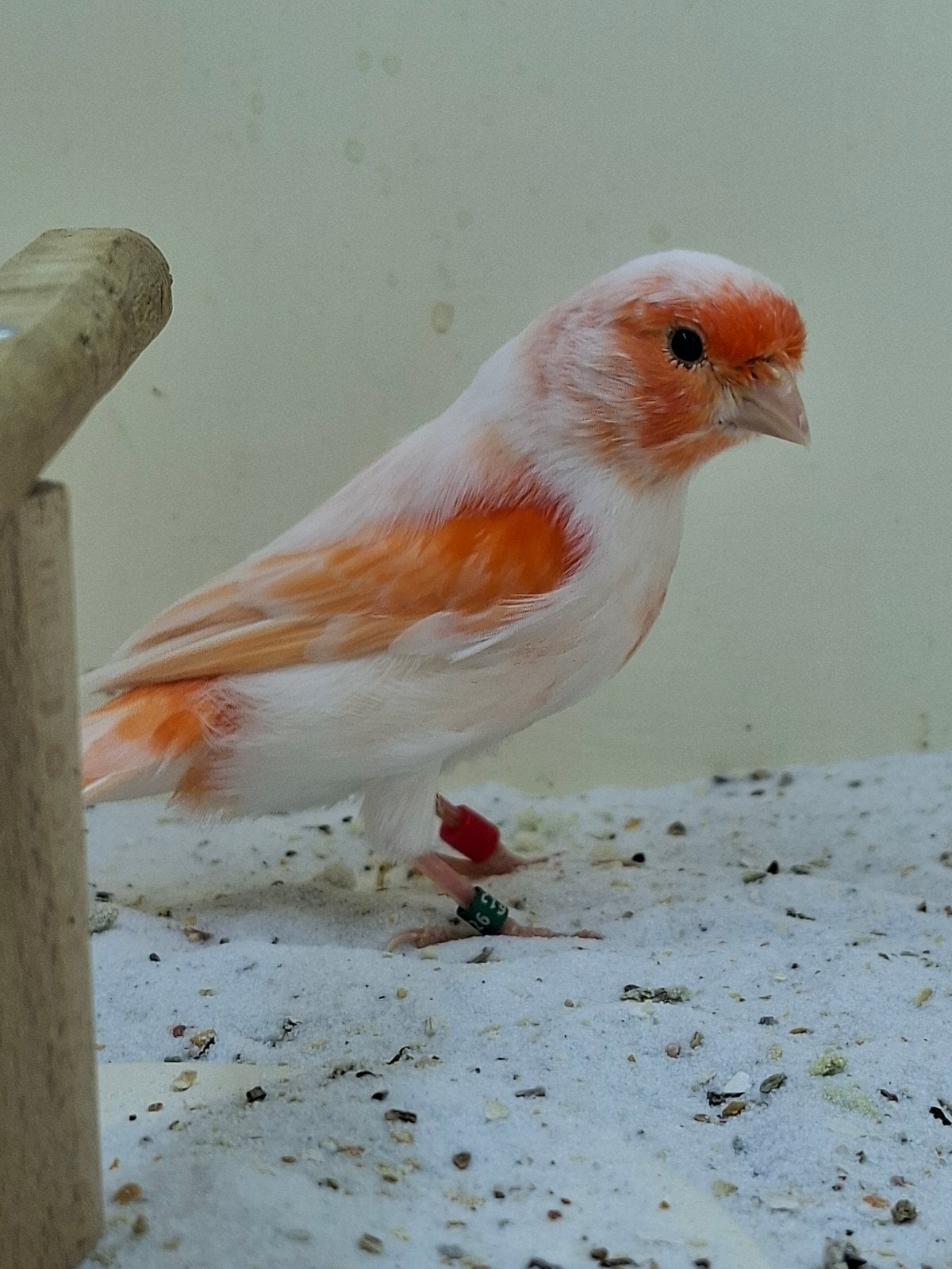 rood mozaïek kanarie man.2025, Dieren en Toebehoren, Mannelijk, Kleurkanarie