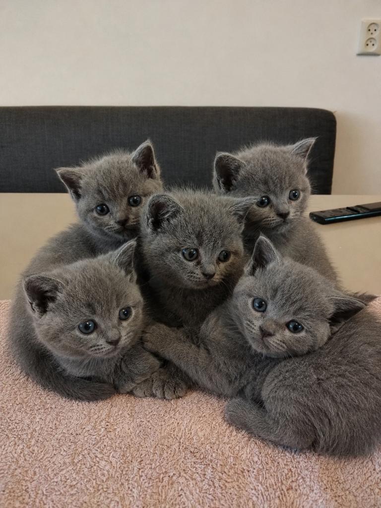 Britse Korthaar kittens voor reservatie 🐾, Ontwormd