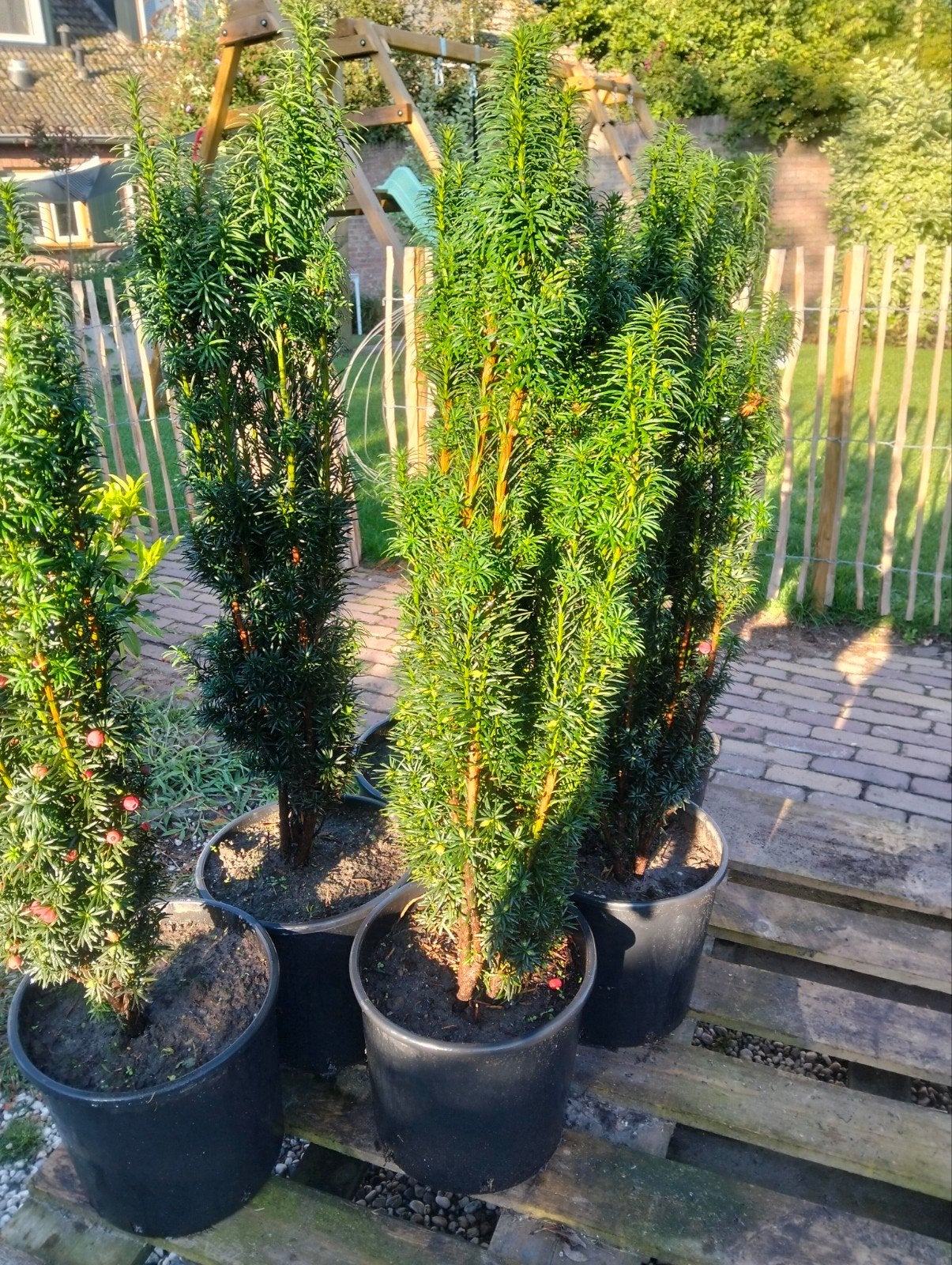 Taxus baccata 'Fastigiata Robusta', Ophalen, Taxus, Minder dan 100 cm