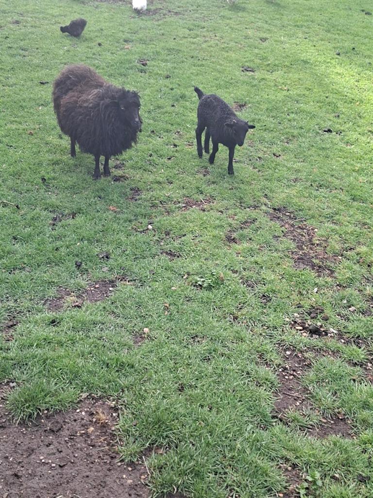 2 jarige ooi met ramlam, Dieren en Toebehoren, Schapen, Geiten en Varkens, Vrouwelijk, Schaap