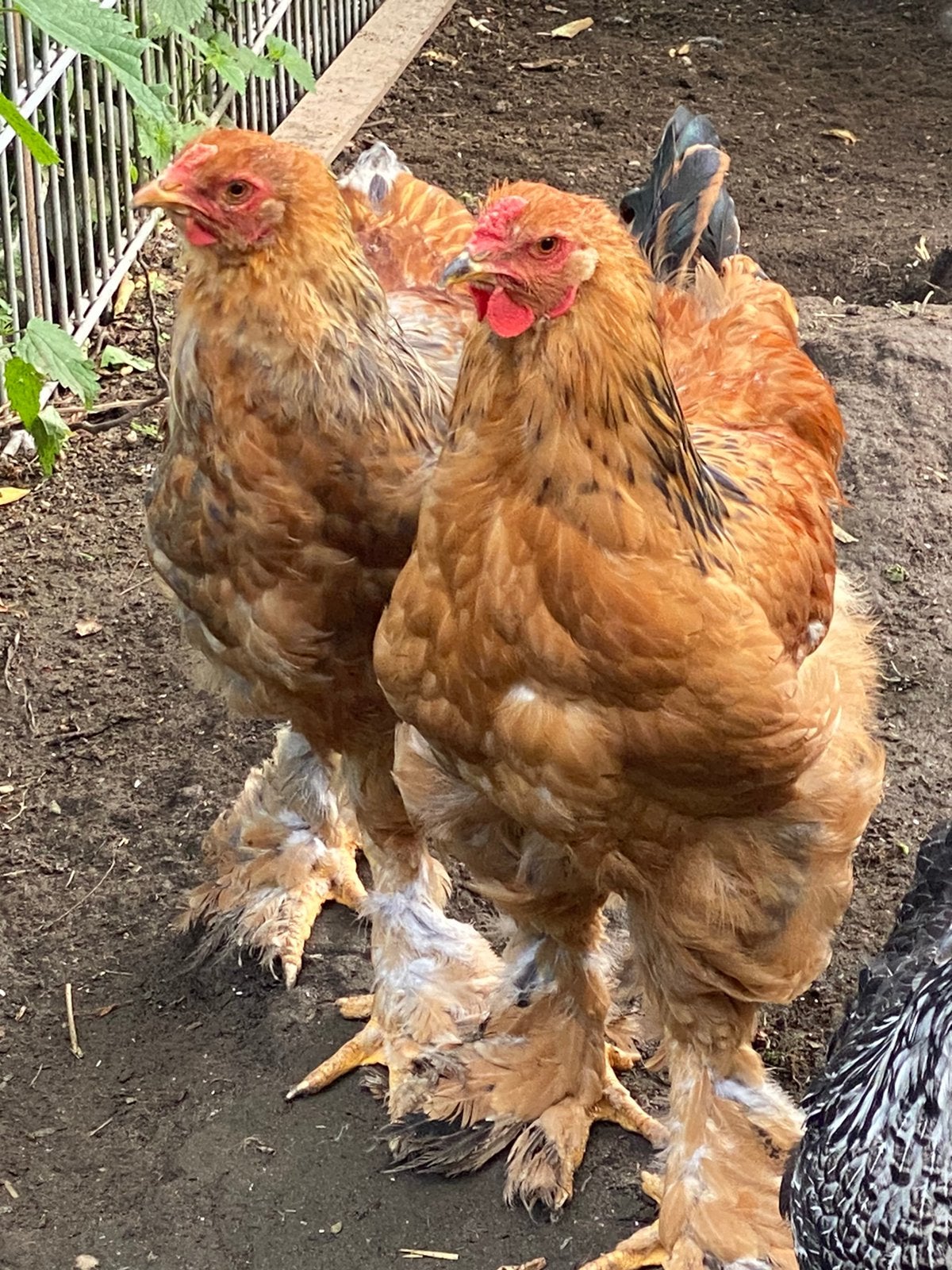 Diverse brahma hanen, Dieren en Toebehoren, Pluimvee, Mannelijk, Kip