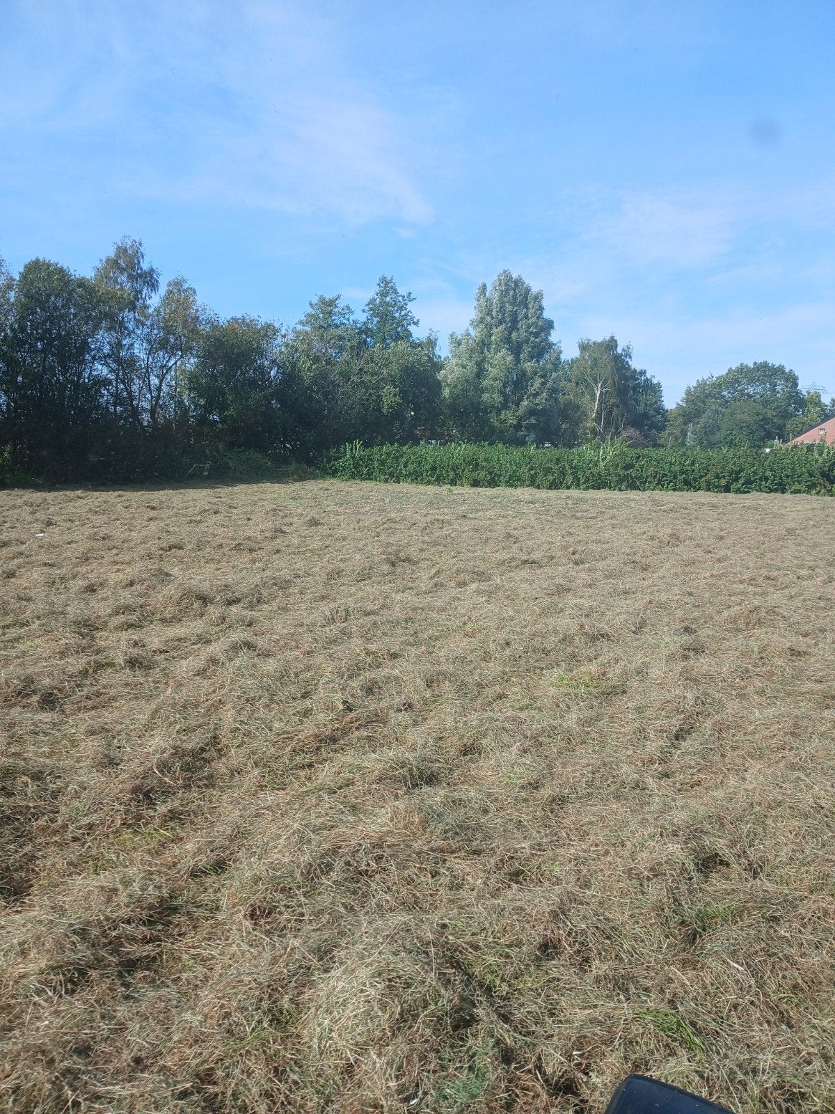 Kuil-bijna hooi grasbalen van goede kwaliteit, Dieren en Toebehoren, Ophalen of Verzenden
