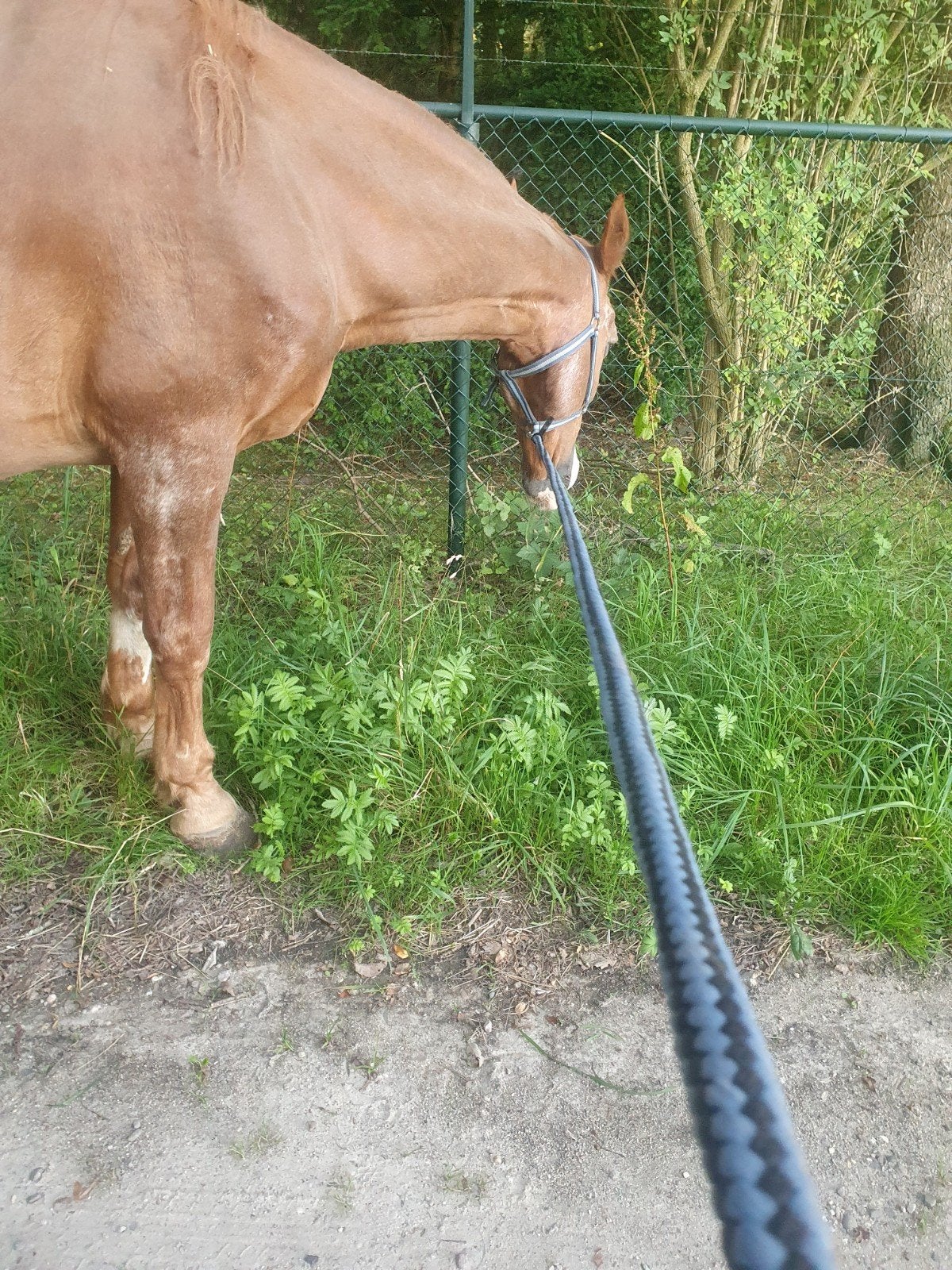we zijn opzoek naar een vrijwilliger /verzorgpaard  /paard, Dieren en Toebehoren
