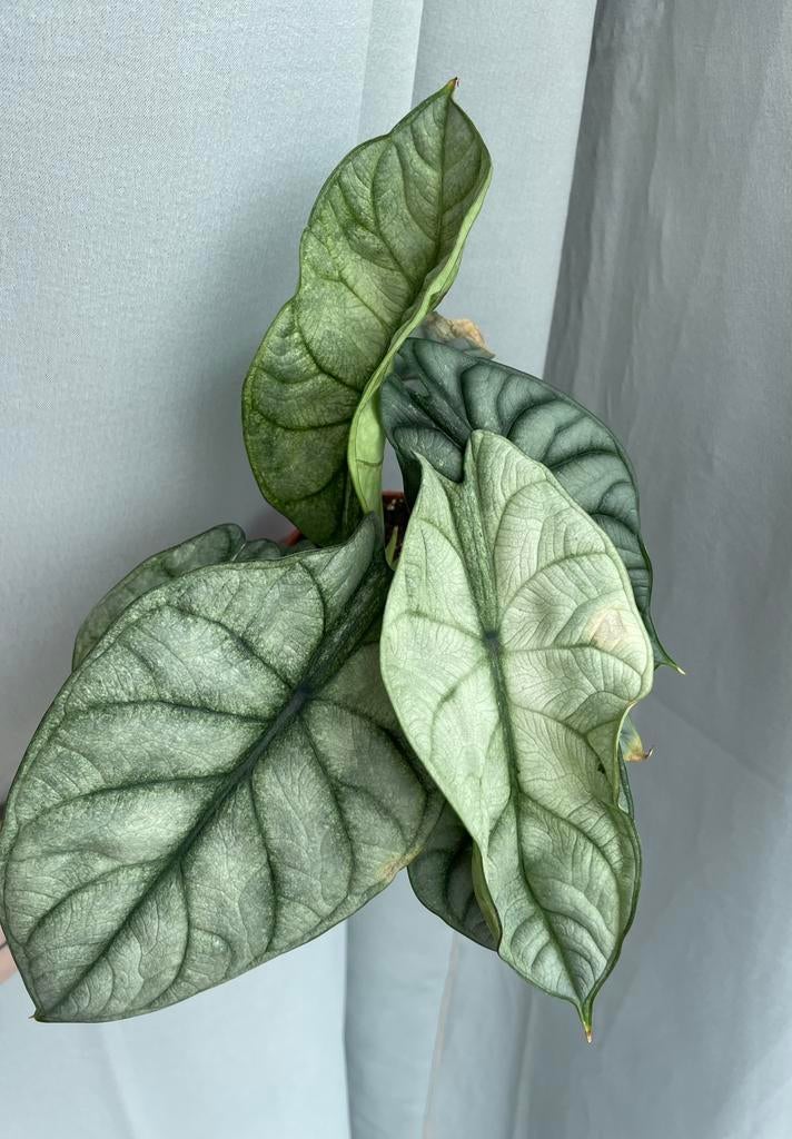 Alocasia silver dragon mint / ghost, Ophalen of Verzenden, Halfschaduw, Minder dan 100 cm