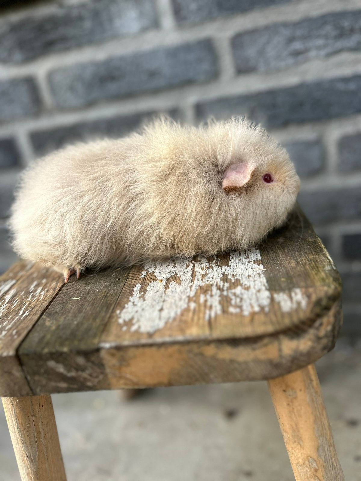 Lieve ch-teddy beren, Augustus, Mannelijk, Cavia