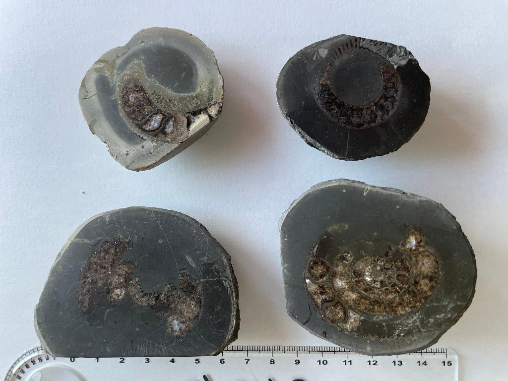 Vier prachtig gefossiliseerde ammonieten, Verzenden, Fossiel