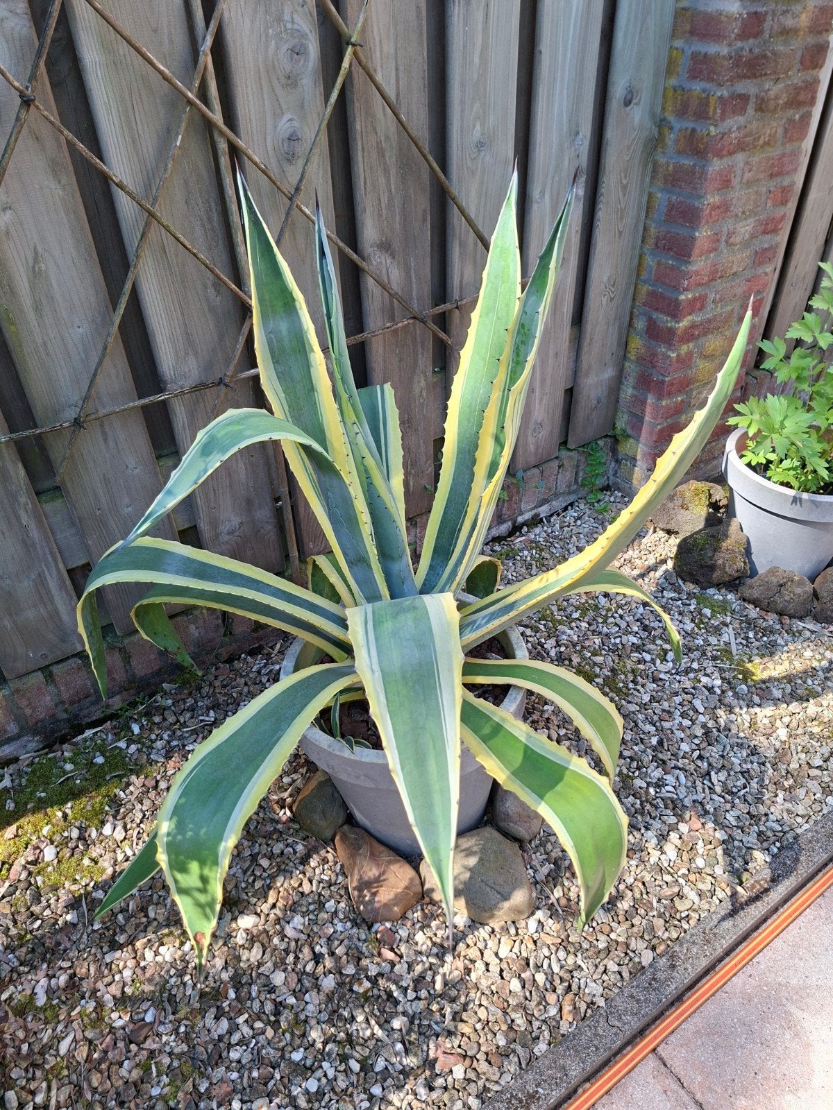 Mooie Agave, Volle zon, Vaste plant, Bloeit niet, Ophalen
