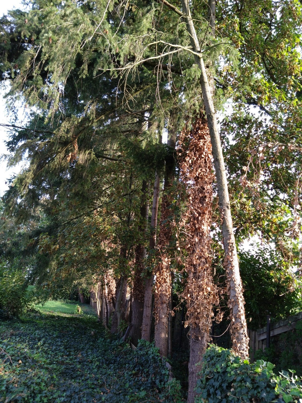 kachel hout gratis, Ophalen of Verzenden