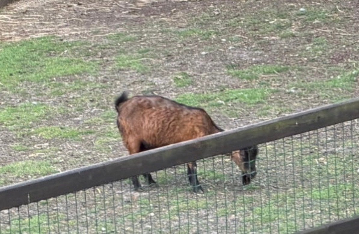 Lief bruin geitje, Mannelijk