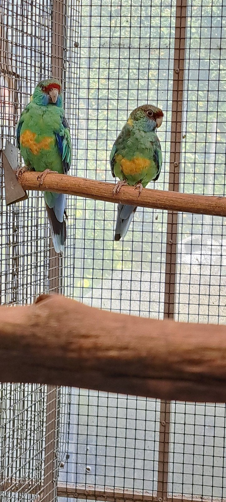 barnard parkieten, Meerdere dieren, Parkiet, Geringd