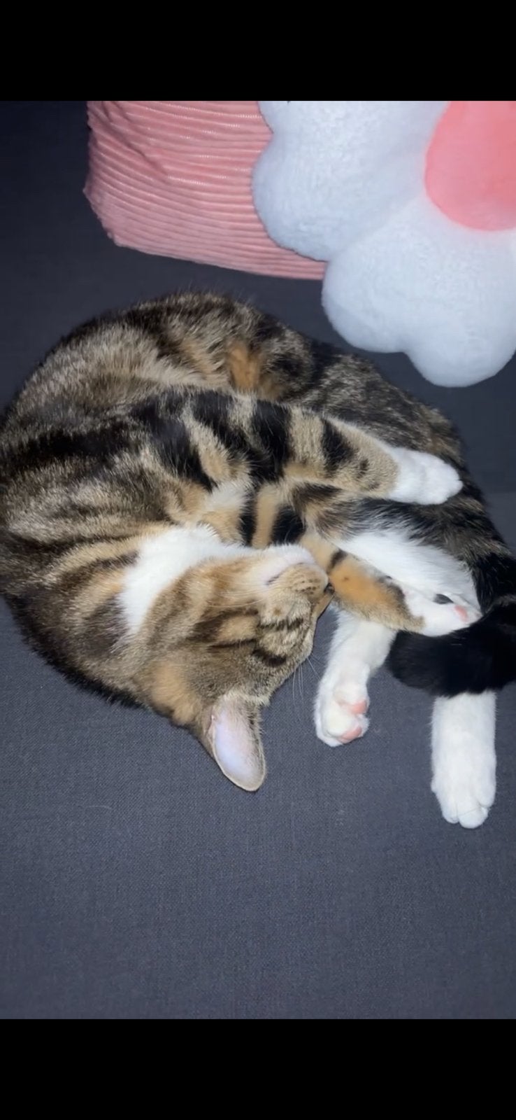 Cash, Dieren en Toebehoren, Katten en Kittens | Raskatten | Korthaar, Kater