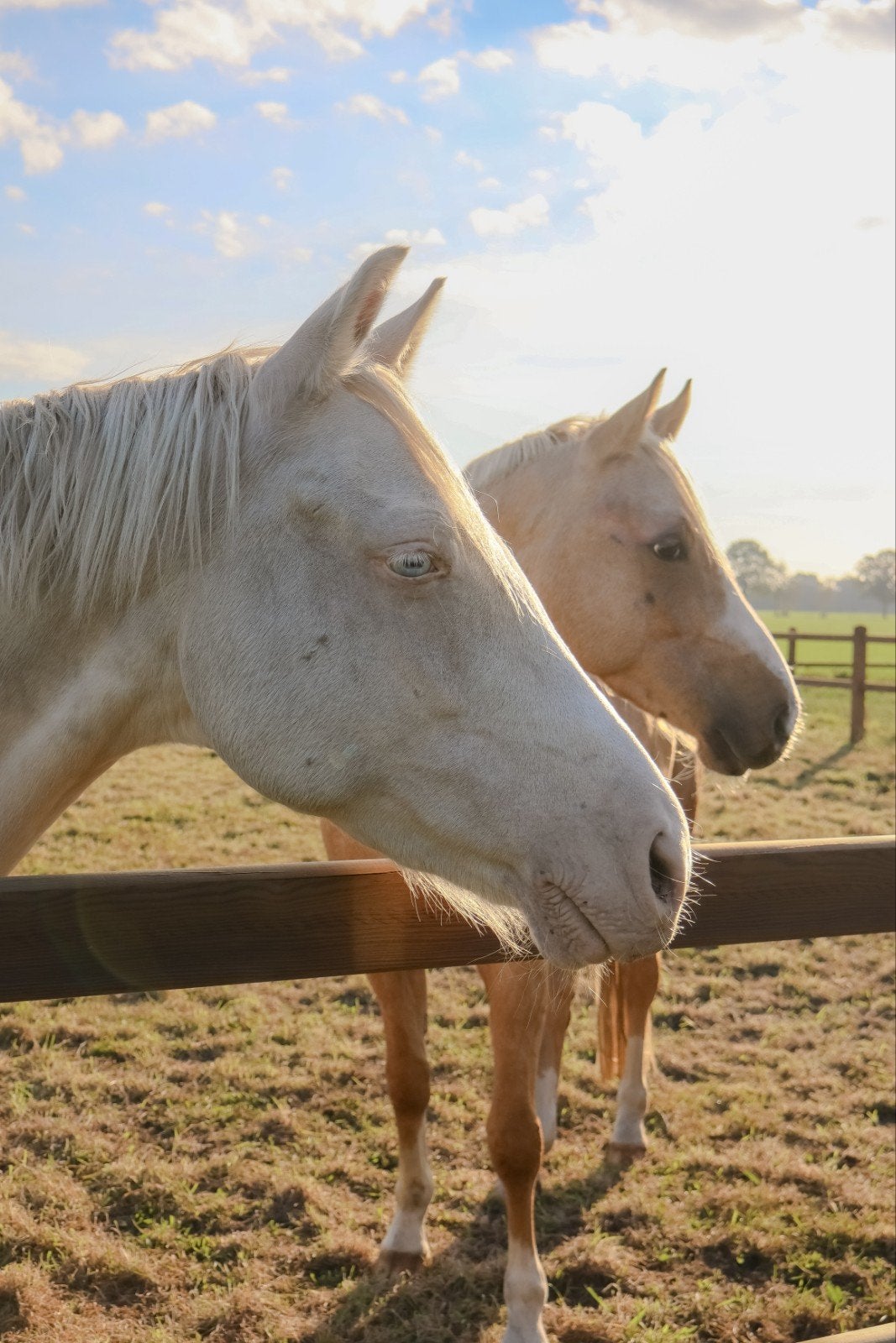 Enthousiaste/fanatieke bijrijder gezocht, Dieren en Toebehoren, Ophalen of Verzenden, Nieuw