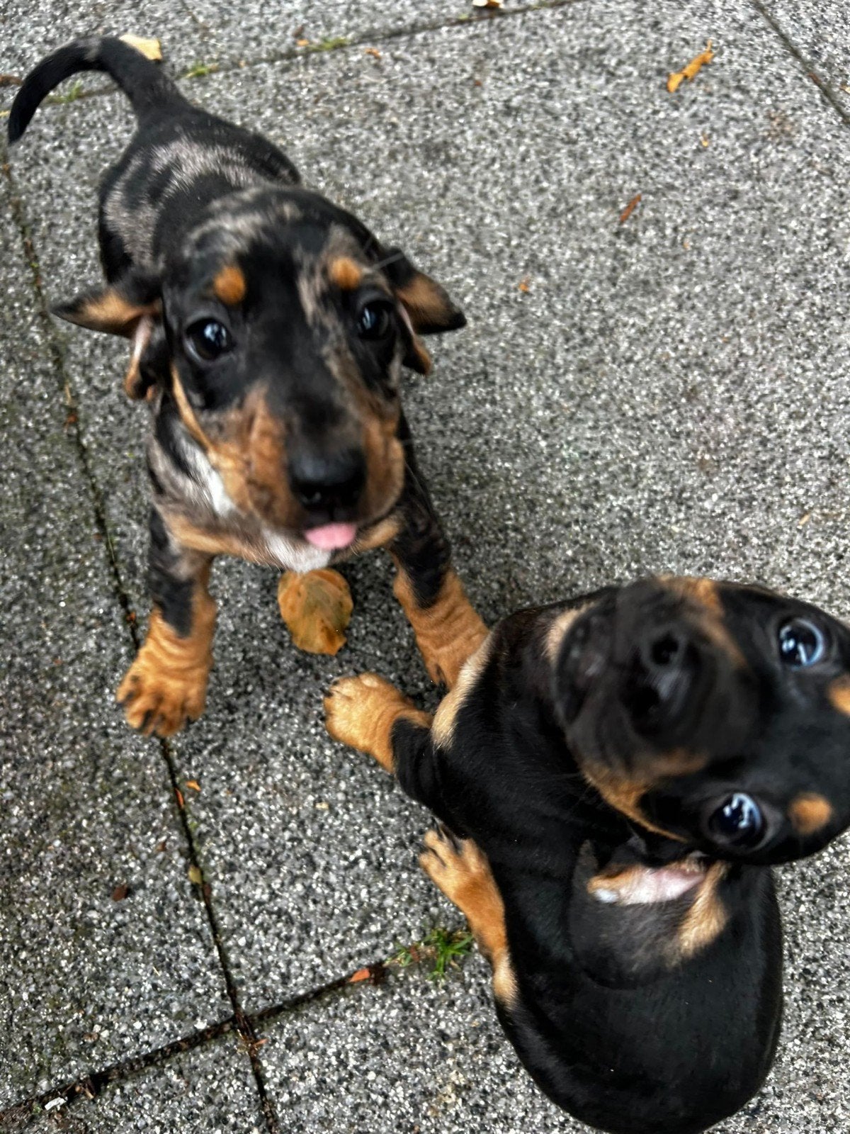 Lieve dwergteckel pups zoeken een fijn thuis, Dieren en Toebehoren, Honden | Teckels en Dashonden, 8 tot 15 weken, Korthaar, Dwerg