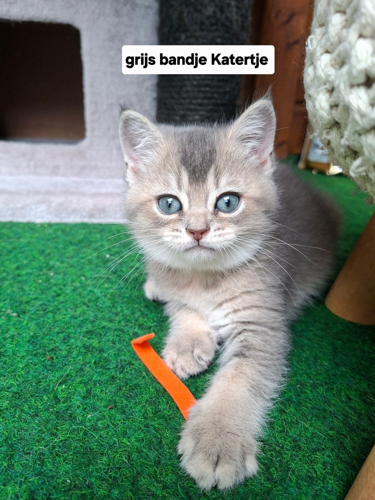 Britse Korthaar Golden Shaded kittens😻, Dieren en Toebehoren, Kater, Ontwormd, 0 tot 2 jaar