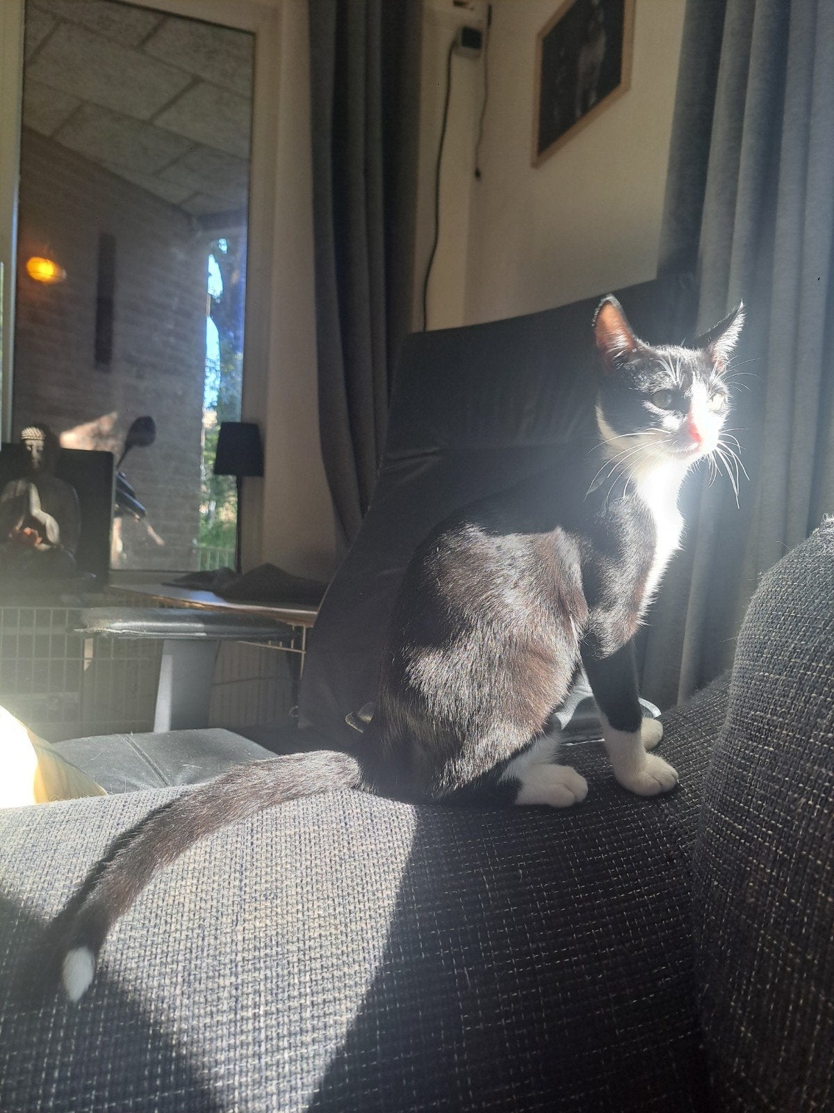 x Siamees kittens, Dieren en Toebehoren, Meerdere dieren, Gechipt, 0 tot 2 jaar