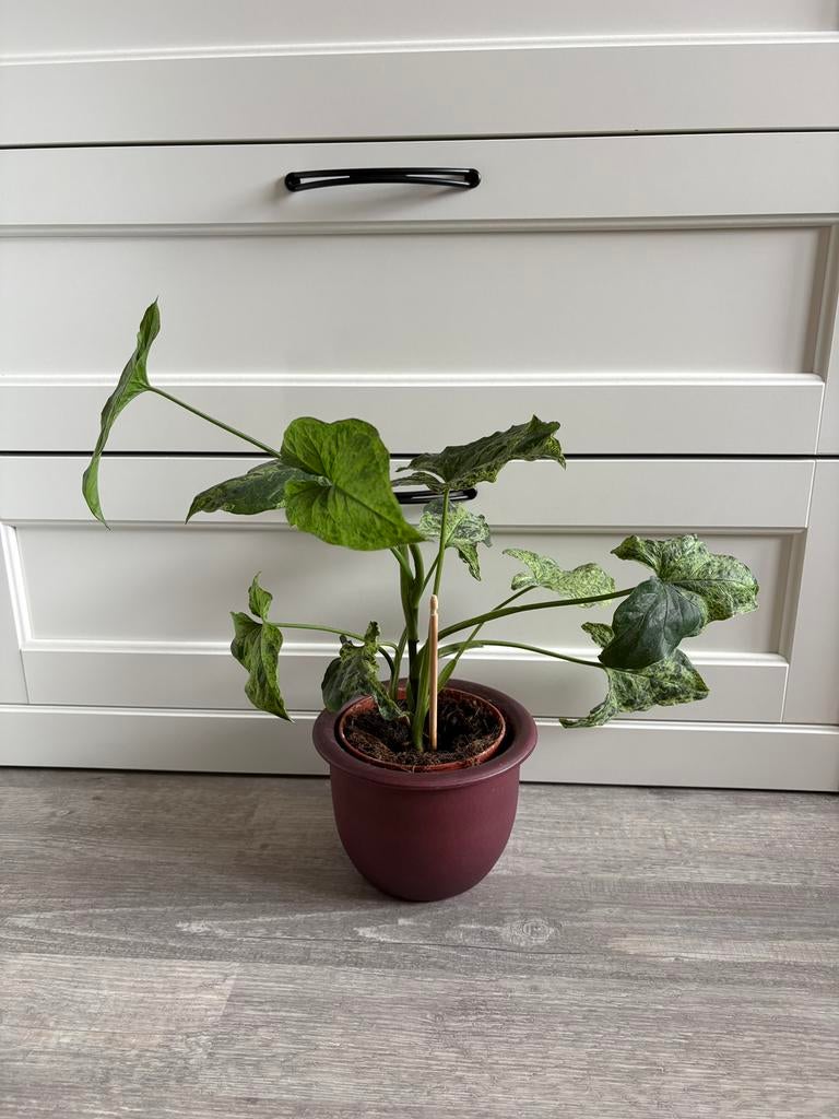 Syngonium in leuke pot, Huis en Inrichting, Kamerplanten, Ophalen, Halfschaduw, Minder dan 100 cm