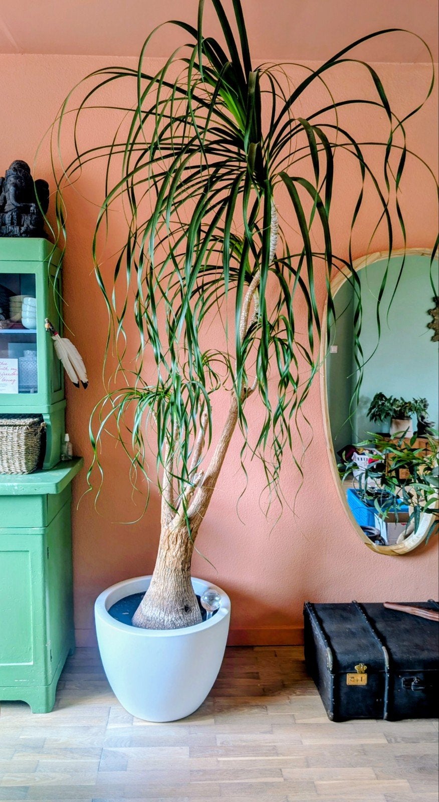 Grote, vertakte Olifantspalm (Beaucarnea recurvata) 250 cm, Huis en Inrichting, Ophalen, 200 cm of meer, Overige soorten, In pot