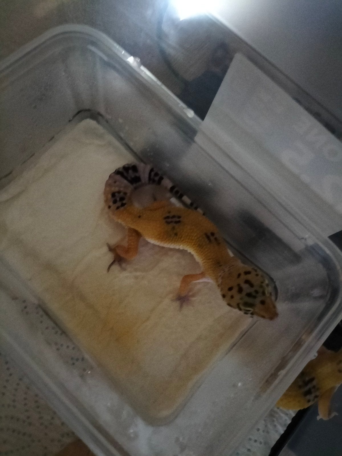 Luipaard gekko (vrouw) te koop Leopard Gecko - female for sale from Timothy W