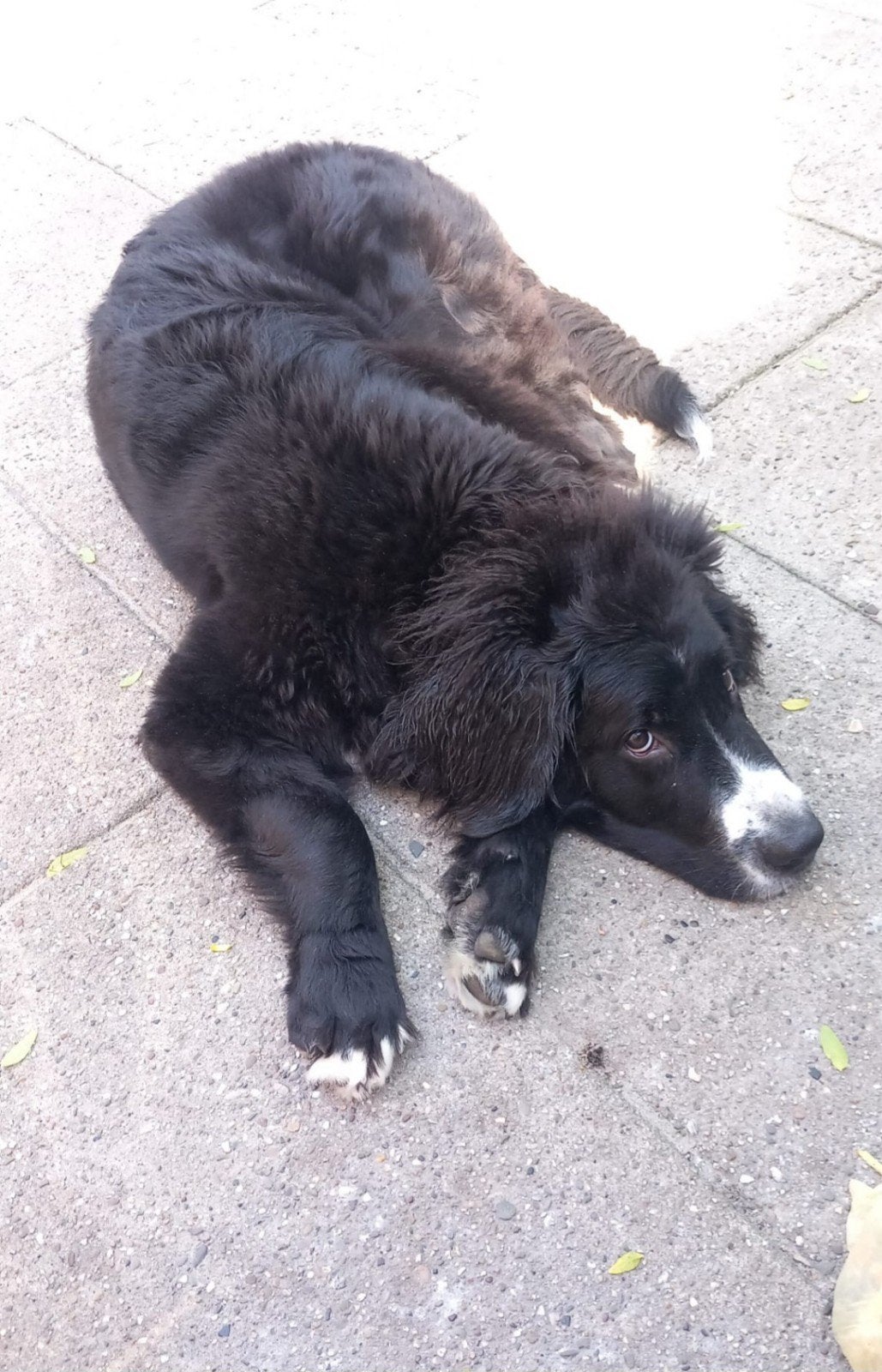 Lieve berner sennen x labrador pup zoekt een goed thuis, Dieren en Toebehoren, 15 weken tot 1 jaar, Reu, Parvo, Eén hond