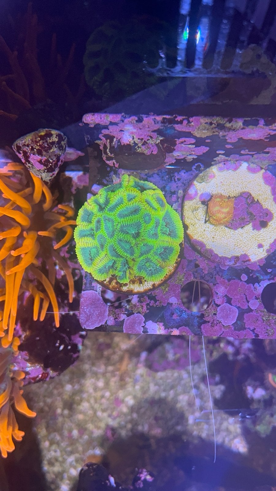 Zeeaquarium Koralen WYSIWYG Favia, Ophalen of Verzenden, Plant(en), Steen of Hout