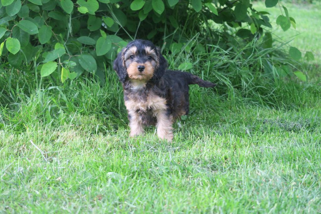 Vrolijke Cockapoo ( Cocker Spaniel x Dwerg Poedel ) pups, Poedel, Parvo, Nederland, 8 tot 15 weken