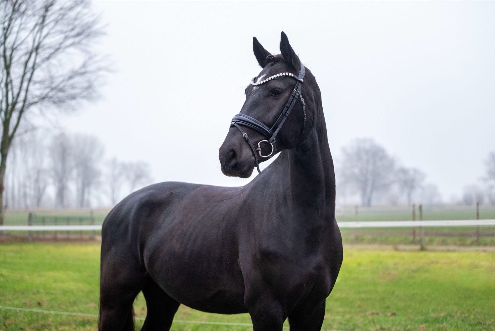 5-jarige KWPN dressuurruin – Henkie  Ferdinand**, 175 cm of meer, Met stamboom, Ruin, Dressuurpaard