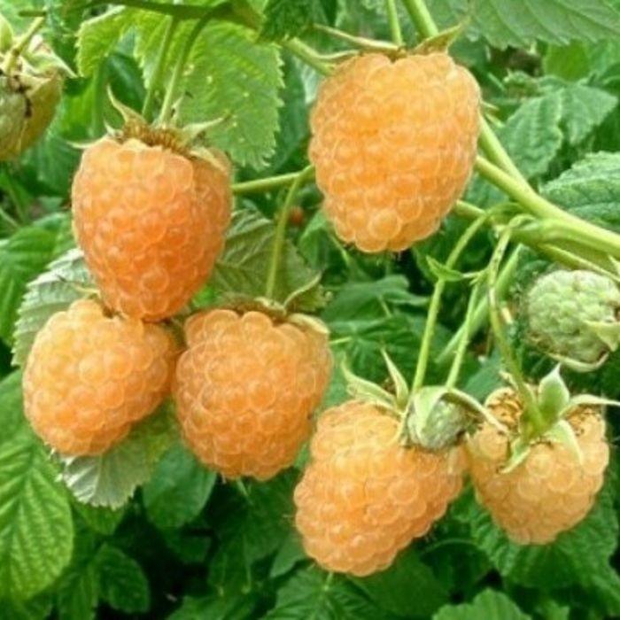 Gele framboos planten, Tuin en Terras, Ophalen of Verzenden, Overige soorten, Struik, Minder dan 100 cm