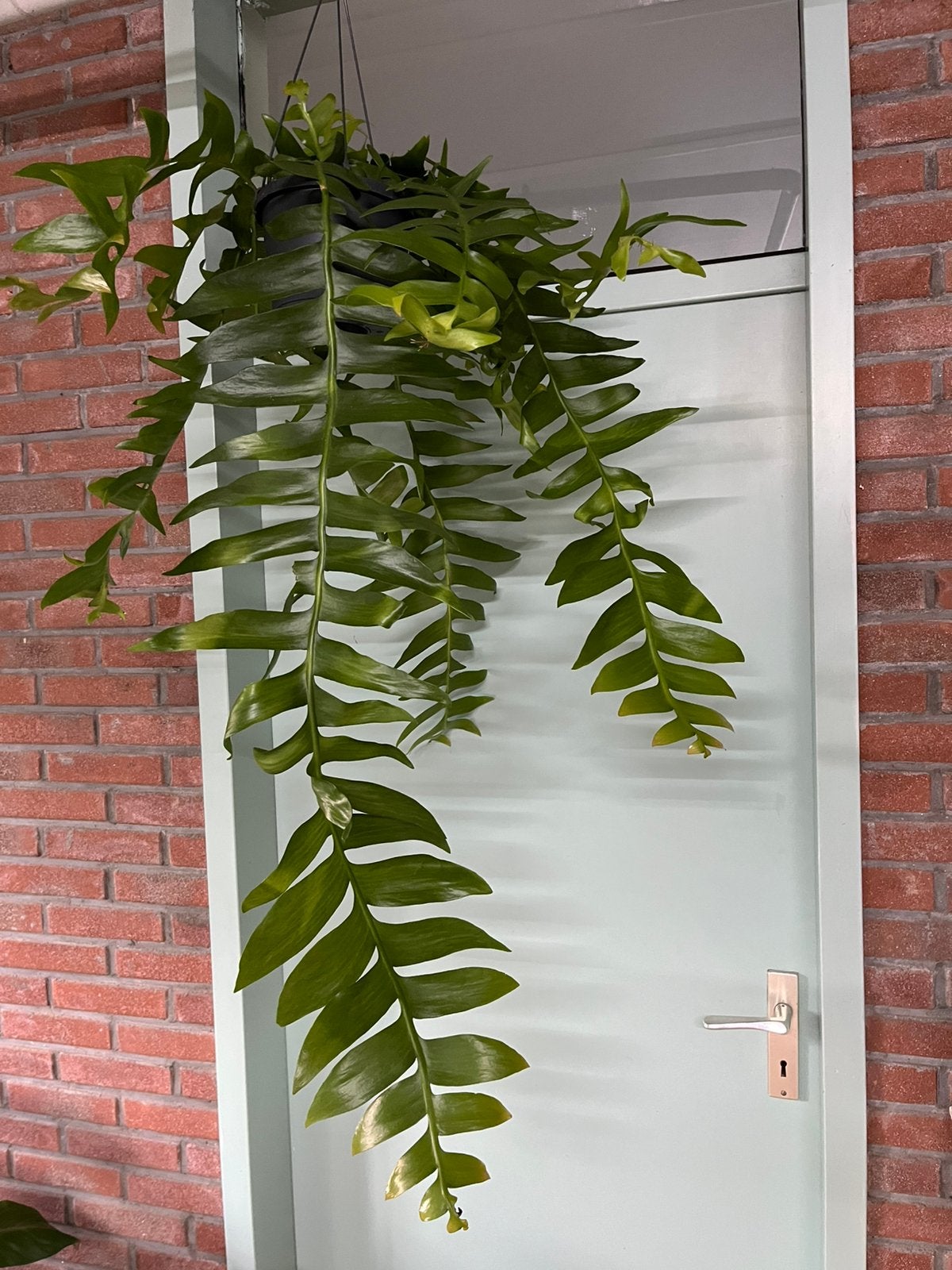 Epiphyllum chrysocardium, Huis en Inrichting, Ophalen, Halfschaduw, Minder dan 100 cm